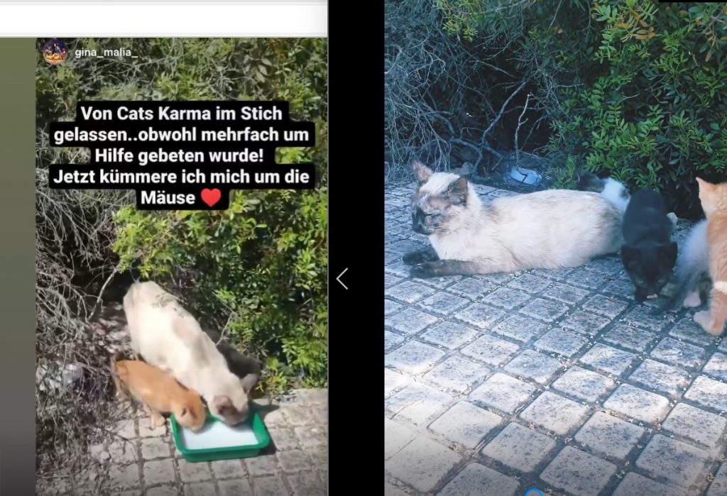 Bianca döhring hetze gegen Tierschutzorganisation katzen....jpg